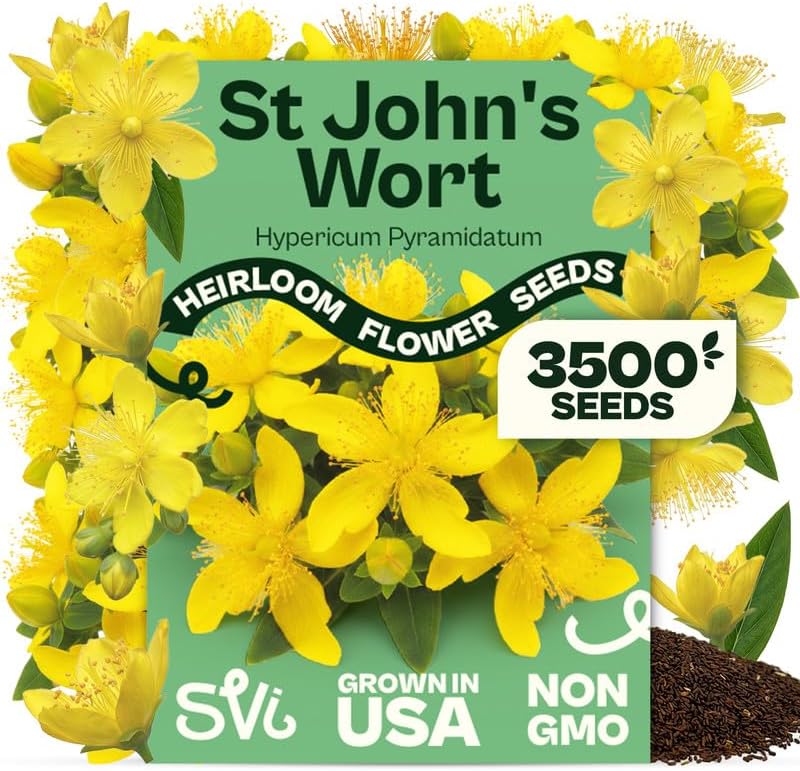 SVI 3500 St Johns Wort Seeds (Hypericum pyramidatum) – Giant St. John's Wort Wildflower Seed Packets – Yellow Native Herb Seed, Perennial Flower Seeds Packets for Outdoor Garden, Flower Beds by SVI