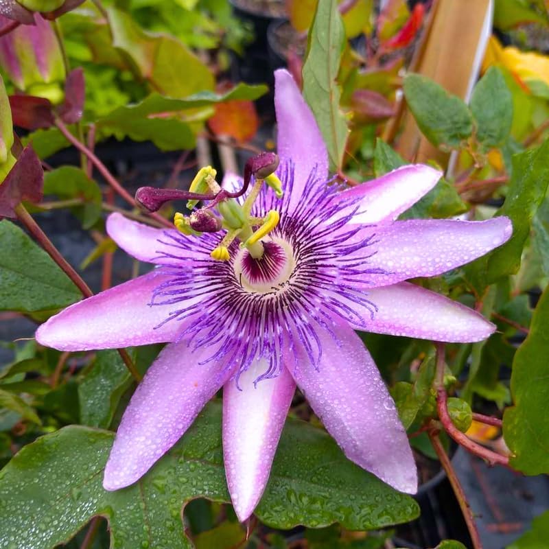 Lavender Passion Flower Live Plant, Passiflora Trellis Vine, 4-8 Inches - Image 2