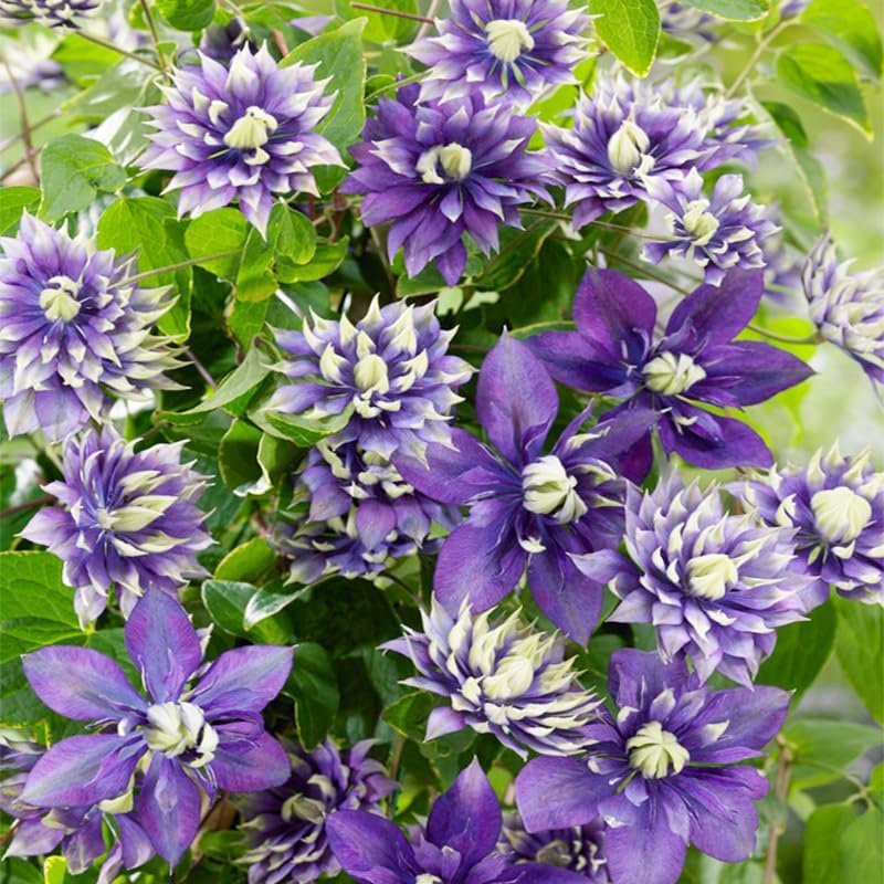 190+ Perennial Mix Clematis Seeds for Planting - Non-GMO Heirloom Seeds,Climbing Vines,Attracts Pollinators, Cold Hardy - Image 5