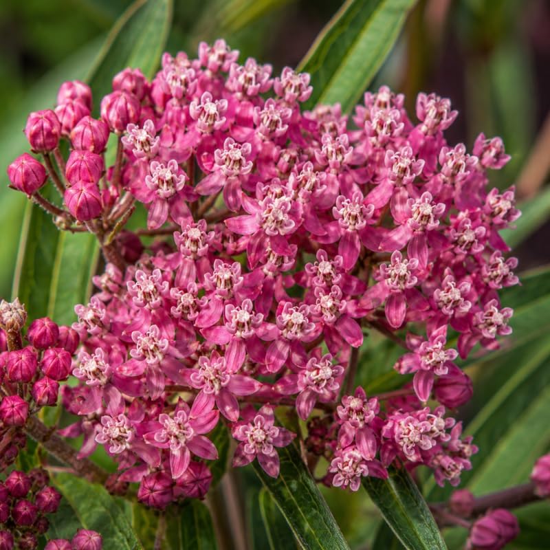 Milkweed Plants Live, Pink Swamp Milkweed Plants, 4-6 Inch Tall - Image 2