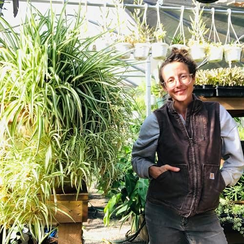 Smoke Camp Crafts Organic Spider Plant Trio, Chlorophytum comosum, Vittatum, Reverse Variegatum, Shamrock, Indoor and Outdoor Plant, Garden Decor, 3 Cuttings - Image 5