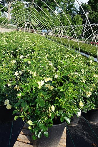 Live Plant from Green Promise Farms Flower Carpet Roses ROSA `FLOWER CARPET YELLOW` Yellow Flower Shrub #2 Size Container Yellow/Cream - Image 3