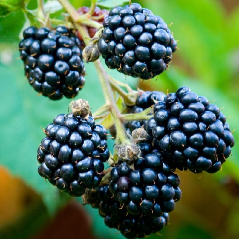 2 Chester BlackBerry Plants Live for Planting, High Yielding, Sweet Juicy Berries for Your Garden, 4-6" in Tall, Cold Hardy, Dormant in Winter, No Pot - Image 6