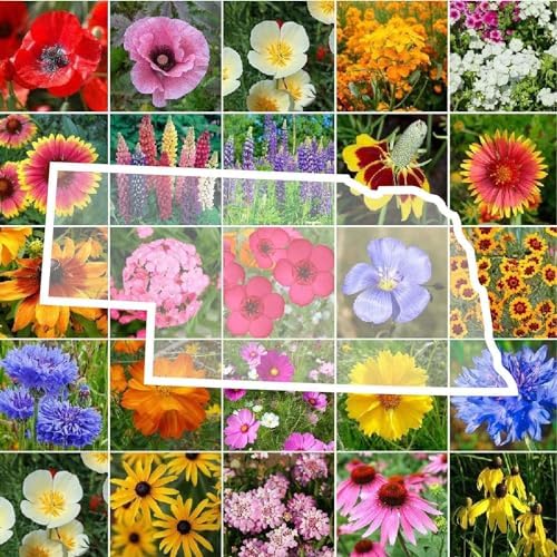 Eden Brothers Nebraska Wildflower Mixed Seeds for Planting, 1 oz by EdenBrothers