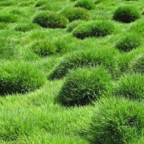 30000 Zoysia Grass Seeds, Warm Season Lawn Seed - Image 6