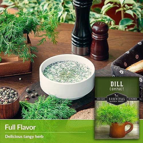 Compact Dill Seeds for Planting – Dwarf Herb Variety (1 Pack) - Image 4
