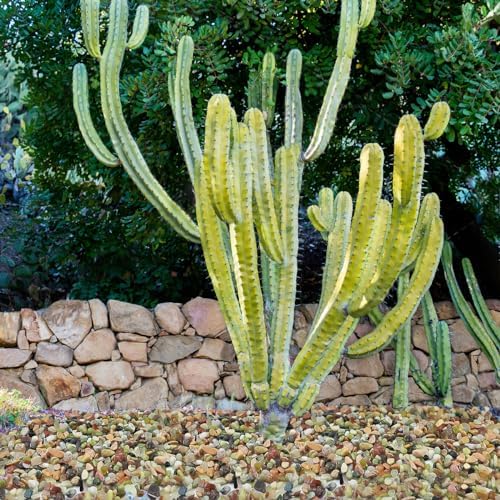 YISZM 2LB Succulent and Cactus Colorful Pebbles, 3/8 Inch Stones - Image 6