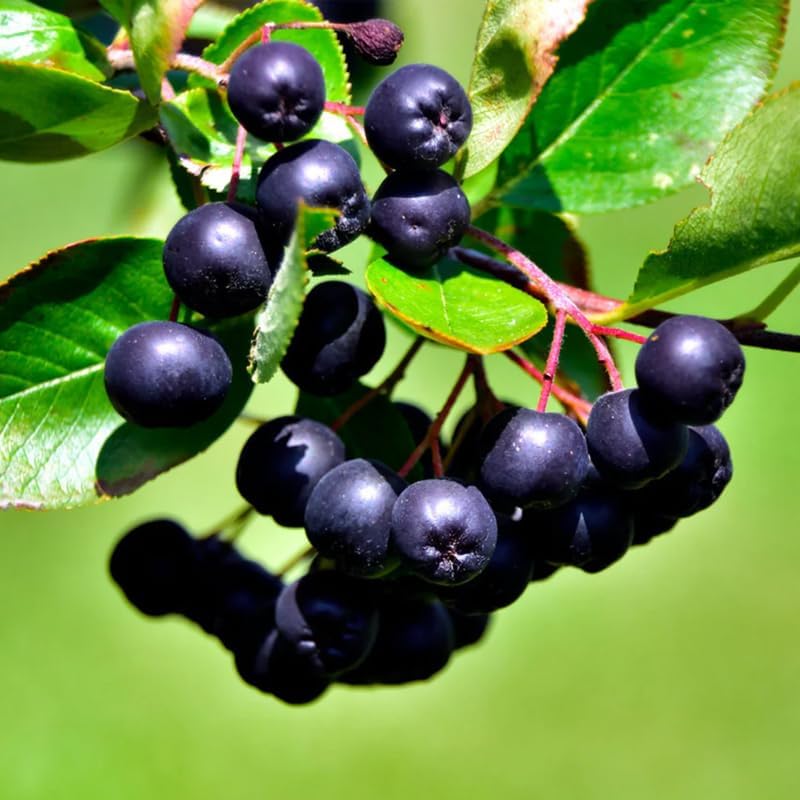 Black Chokeberry Tree Live Plant, Outdoor Berry Bush, 6-12 Inch Tall by PlantsSeedsBulbs