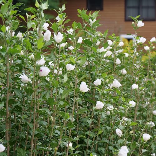 Proven Winners 2 Gal. White Pillar Rose of Sharon (Hibiscus) Shrub - Image 6