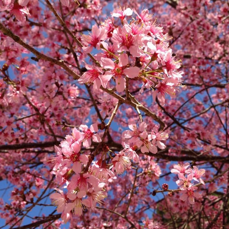 Dark Pink Cherry Blossom Tree Live Plant, 6-12 Inch Tall, 2.5 Inch Pot - Image 4
