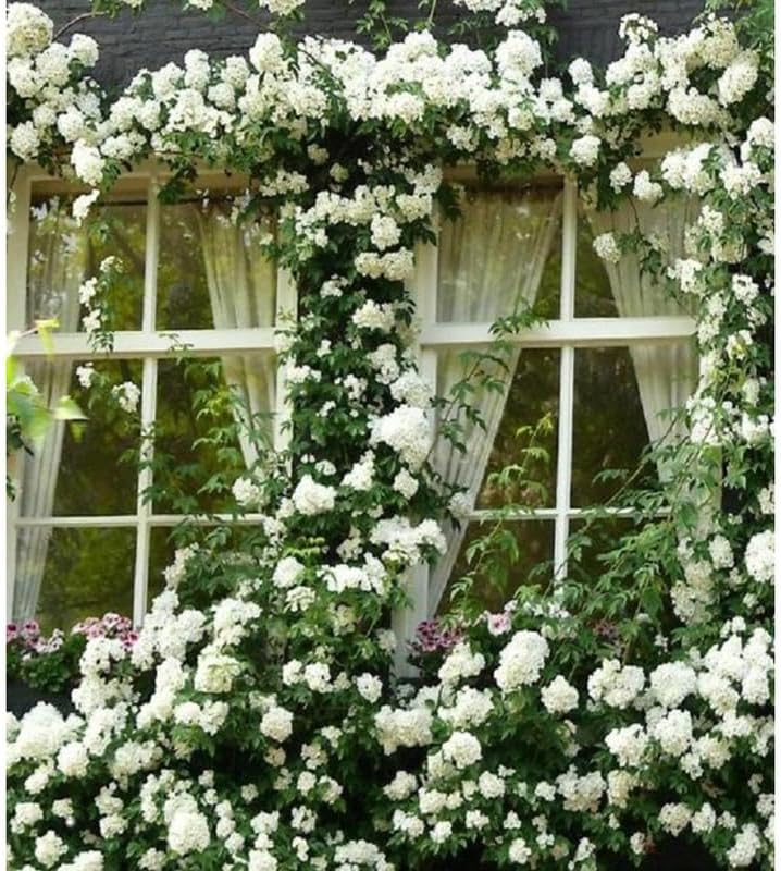 White Climbing Live Rose Plant, Outdoor Garden Rose Plant, 5-9 Inch Tall - Image 4
