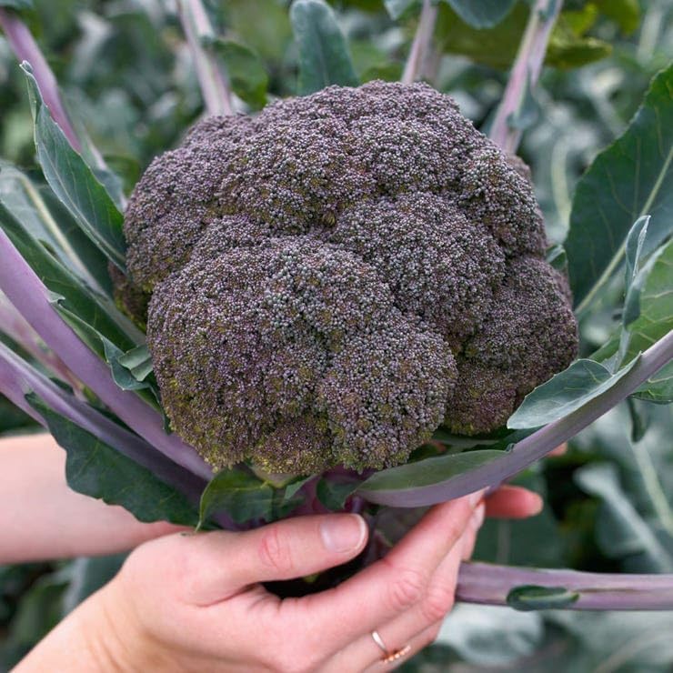 Park Seed Purple Magic Hybrid Broccoli Seeds - Pack of 50 Seeds - Image 2