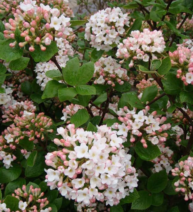 Judd Viburnum Live Plant 6-12 Inch Tall 2.5 Inch Pot, Fragrant Flowering Shrub, Pink Buds, White Snowball Viburnum Blooms, Hardy Landscape Bush - Image 2