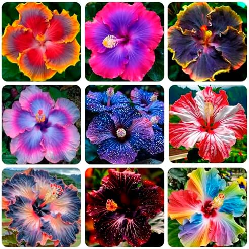 100+Giant Hibiscus Seeds for Planting Outdoor- Perennial Rare Non-GMO Heirloom Flowers Plant for Your Flourishing Garden Home - Image 2