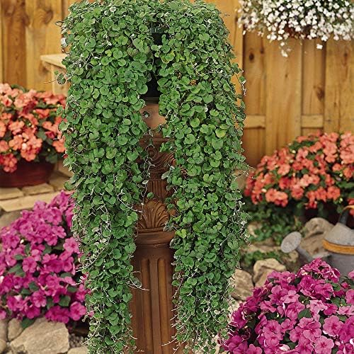 Outsidepride Perennial Dichondra Emerald Falls Seed - 15 Pcs Drought & Heat Tolerant, Low-Growing, Ground Cover Seeds for Planting Lush Green Ground Cover for Gardens, Pathways & Container Planting - Image 6