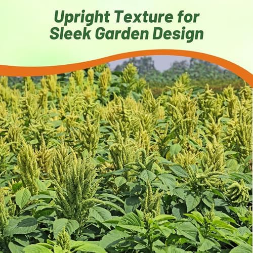 Outsidepride Green Thumb Amaranthus Seeds - 10000 Pcs Easy to Grow, Drought Tolerant Annual Amaranth Seeds for Planting with Colorful Spikes, for Cut Flower Arrangements, Flower Beds & Borders - Image 5