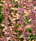 Live Plant from Green Promise Farms - Proven Winners, Agastache x Meant to Bee Queen Nectarine, Annise Hyssop, Peach Flowers - #1 Gallon Size Container by GreenPromiseFarms