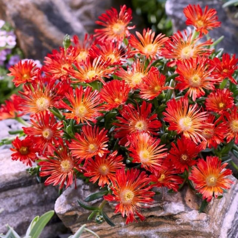 Red Delosperma Ice Plant, Succulent Live Plant, 5-7 Inch Tall by AVERAR