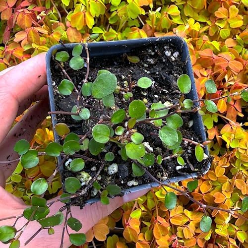 Muehlenbeckia complexa, Fairy Vine, houseplant, Cnt Sz: 3" - Image 6