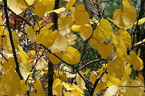 Eastern Redbud - Purple Flowering Tree - Live Plant Shipped 3 to 4 Feet Tall by DAS Farms - Image 6