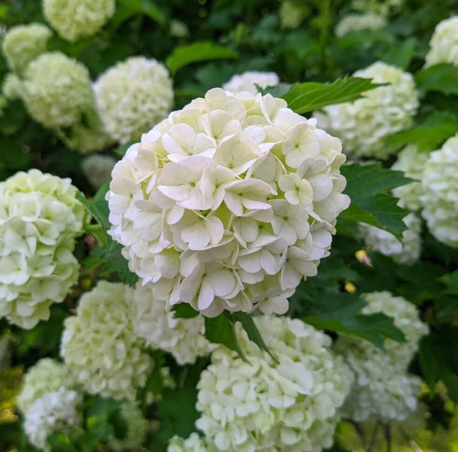 2 Old Fashion Snowball Viburnum Live Plants, Snowball Bush Clusters of White Flowers, Deciduous Shrub, 6-12" Tall 4" Pot - Image 5