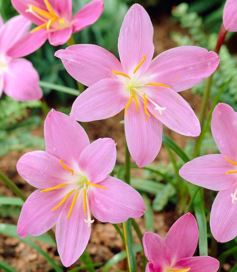 Votaniki Zephyranthes Robustus Bulbs - Long Lasting Blooms, Perennial Rain Lily Bulk & Wholesale Bulbs for Planting | Easy to Grow and Low Maintenance (50 Pack) - Image 3