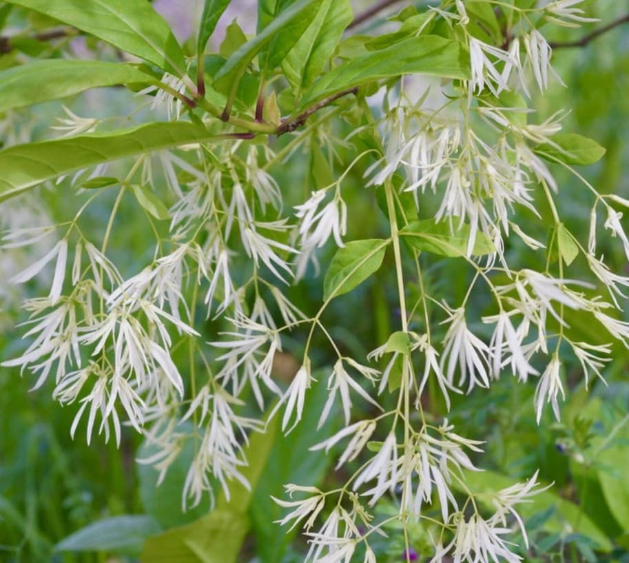 2 American Fringe Tree Live Plants, White Fringe Flower Bush, Snow Flower, Sweetheart Tree, 8-16 Inches Tall, Quart Pot - Image 7