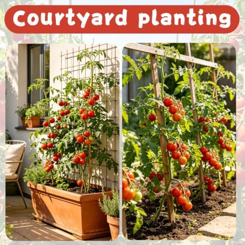 Cherry Tomato Seeds, Heirloom Mini Sweet Tomato Seeds for Planting Fruits - Image 3