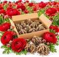 30 Red Ranunculus Bulbs, Fall Planting, Spring Flowers by HILROQG