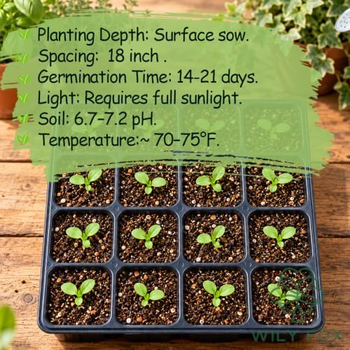 Stevia Seeds for Planting, Stevia rebaudiana, Heirloom Non-GMO Sweet Leaf Herb Seeds, High Germination Perennial Culinary Herb for Kitchen Gardens Containers and Patio Pots, 300 Count - Image 5