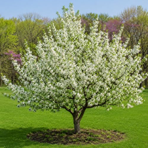 Sargent Crabapple Tree - 10-16" Tall Live Plant - Quart Pot - Image 4