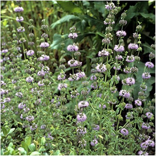 Seed Needs Pennyroyal Mint Seeds to Plant an Herb Garden - 1 Pack by SeedNeeds