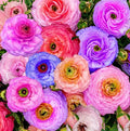 Mixed Peony Ranunculus Bulbs- Persian Buttercup -10 Corms Bulbs Root by seedsofstrength