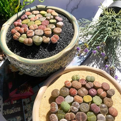Lithops Random Mix Rare Live Succulent Plants, 30/50/100 Pcs Succulent Live Plant, Bare Root Without Pot Soil, Garden Indoor Office, Friend Plant Lovers Gifts (Large) - Image 4