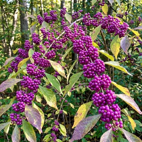 Purple Beautyberry Shrub Live Plant, Purple Berries, 4'' Pot - Image 3