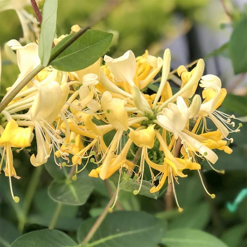 2 Gold White Honeysuckle Bushes Live Plants, Flower Vine, 5-9 Inch Tall - Image 6