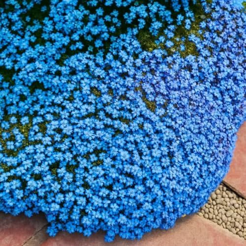 Magic Creeping Thyme Seeds for Planting, 15000+ Thymus Seeds, Perennial Ground Cover Plants, Non-GMO Heirloom Thymus Serpyllum Seed for Home Garden Outdoor - Image 4