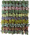 Shop Succulents Assorted Succulent Plant Pack Collection - Live Mini Succulent Plants, Low Maintenance, Mixture of Colors & Textures - Wedding and Party Favors, Gift & Garden, Pack of 64 by ShopSucculents