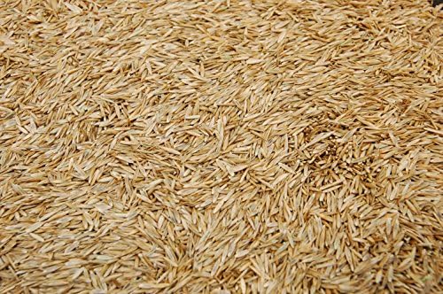 Kentucky 31 K31 Tall Fescue Grass Seed by Eretz - Choose Size! State Certified, No fillers, No Weed or Other Crop Seeds (8oz) - Image 3