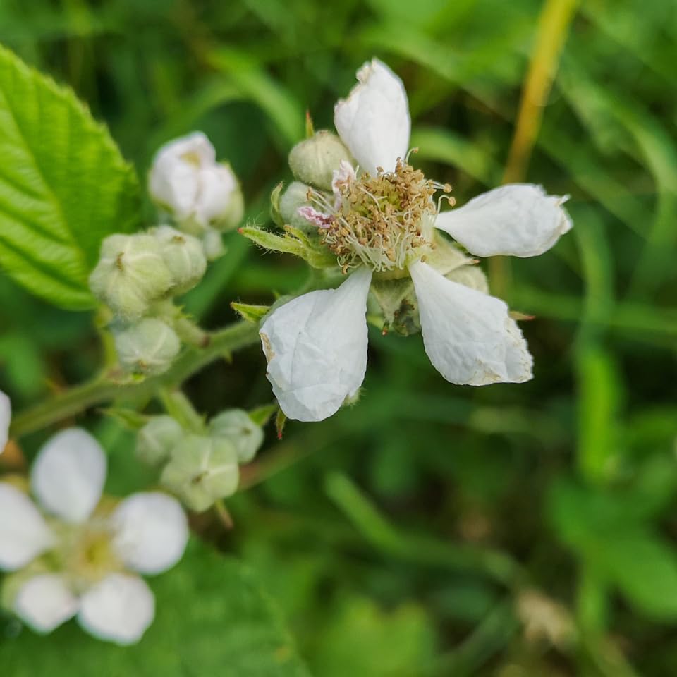BlackBerry Plants Sweetie Pie (4 Pack) Live for Sale | Easy to Grow Plants | Edible Fruit Plant for Sustainable Living | Grow Your own Food on Your Organic Garden | Live for Planting | - Image 5