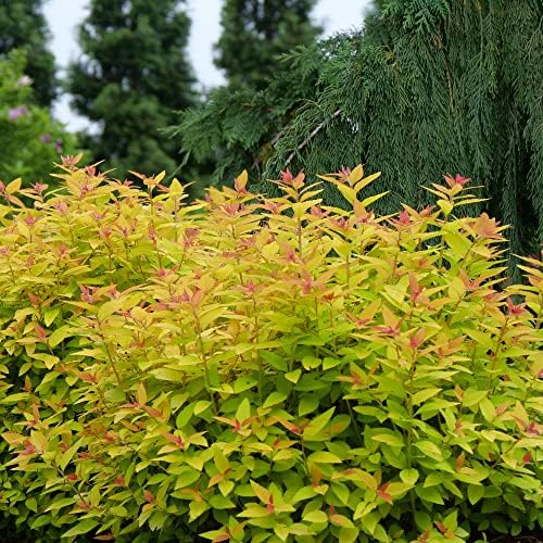 Proven Winners Double Play Candy Corn Spirea, Live Shrub, 3 Gallon - Image 3