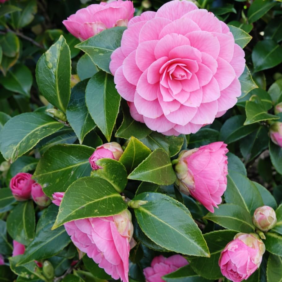 Camellia Live Plants Pink Tea Flowers Shrub Camellia Japonica Tree Fragrant Flower Woody Shrub 4" Pot - Image 6