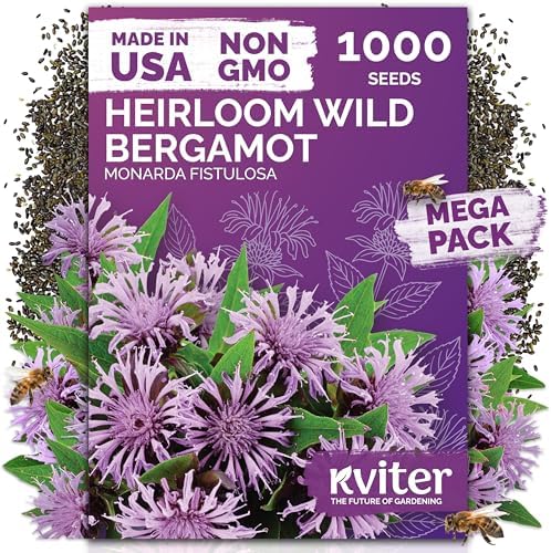 1,000 Wild Bergamot Heirloom Flower Seeds for Planting, Monarda Fistulosa by KVITER