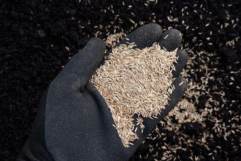 Pennington Signature Series Tall Fescue Blend Blue Tag 50 lb Grass Seed Partial Sun - Image 6