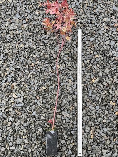 Bloodgood Red Japanese Maple Tree - 2 Year Live Plant - Acer palmatum 'Bloodgood' by - Japanese Maples and Evergreens - Image 3