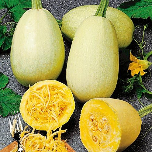 Seeds Zucchini Spaghetti - Heirloom Vegetable - GMO Free - Image 6
