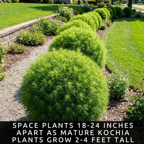 Kochia Bush Seeds for Planting | 100 Seeds | Summer Cypress Ornamental - Image 5