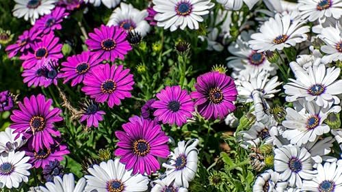 African Daisy Seeds - 50 Pcs Mix Osteospermum Perennial Flower Seeds - Image 3