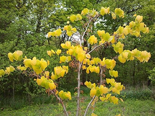 Eastern Redbud - Purple Flowering Tree - Live Plant Shipped 3 to 4 Feet Tall by DAS Farms - Image 7