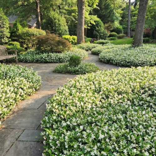 2 Asiatic Jasmine Live Plants, 3-6" Tall Fragrant Flower Plants - Image 4
